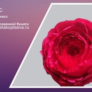 Большой пион (Светлана Копцева)
