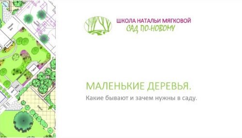 Маленькие деревья (Наталья Мягкова)